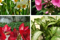 Video: Không trồng 8 loại cây này trong nhà dịp Tết kẻo ảnh hưởng sức khỏe