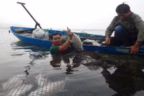 Cá chết trắng lồng chưa rõ nguyên nhân ở Thừa Thiên - Huế