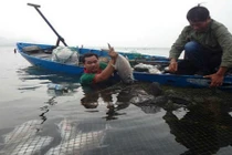 Cá chết trắng lồng chưa rõ nguyên nhân ở Thừa Thiên - Huế