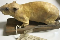 Giải mã vũ khí “chuột bom” Anh sử dụng trong CTTG 2