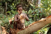 Kinh ngạc bộ tộc ăn thịt người, sống trên cây 