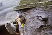 Khoảnh khắc chim mẹ mớm mồi cho con tuyệt đẹp