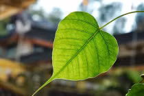 Nghiệm về lẽ vô thường mỗi ngày