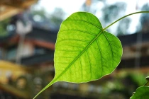 Nghiệm về lẽ vô thường mỗi ngày