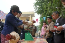 Gà “chân voi” đua nhau khoe sắc ở Hưng Yên chào năm mới