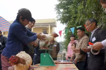 Gà “chân voi” đua nhau khoe sắc ở Hưng Yên chào năm mới