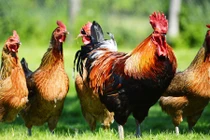 Giải mã thú vị hình tượng gà trong quan niệm dân gian