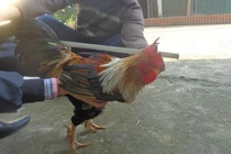 Sự thật gây choáng về gà chín cựa nổi tiếng