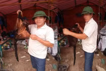 Xác minh nhóm người giết động vật nghi chồn bay rồi đăng lên Facebook