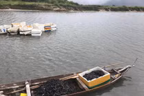 Sau mưa bão, ngư dân hối hả săn “lộc biển”, kiếm cả triệu bạc