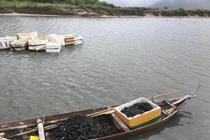 Sau mưa bão, ngư dân hối hả săn “lộc biển”, kiếm cả triệu bạc