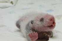 Gấu trúc mới sinh “lớn nhanh như thổi“