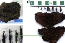 Phát hiện lá chè lâu đời nhất TG trong mộ hoàng đế TQ