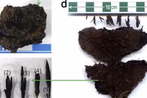 Phát hiện lá chè lâu đời nhất TG trong mộ hoàng đế TQ