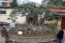 Ngắm sanh cổ trồng chậu có bộ rễ “khủng” nhất Việt Nam