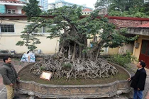 Ngắm sanh cổ trồng chậu có bộ rễ “khủng” nhất Việt Nam