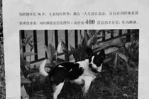 Bà lão đại gia tung 13 tỷ đồng để tìm chó lạc