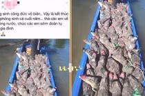 Thiếu nữ đăng ảnh ‘phóng sinh cá sấu’ bị ném đá dữ dội