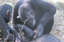 Giật mình trước nghi thức tang lễ kì lạ của tinh tinh