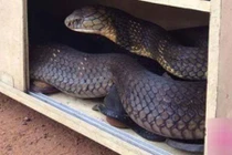 Rụng rời thấy rắn hổ mang chúa trong tủ giày ở nhà