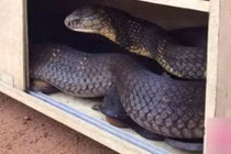 Rụng rời thấy rắn hổ mang chúa trong tủ giày ở nhà