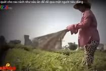VTV đình chỉ phóng viên thực hiện phóng sự “Cây chổi quét rau“