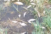 Nhà máy sô-đa xả thải chui làm cá chết trắng kênh