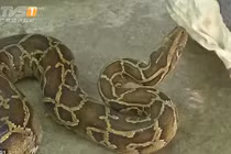 "Đứng hình" nhìn trăn khổng lồ 26 kg "ngoe nguẩy" trong máy giặt