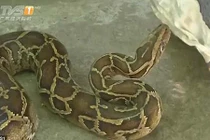 "Đứng hình" nhìn trăn khổng lồ 26 kg "ngoe nguẩy" trong máy giặt