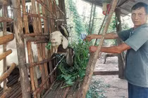 Bình Phước: Lái Trung Quốc mua gom cả dê già yếu, không chê con nào