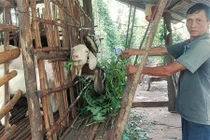 Bình Phước: Lái Trung Quốc mua gom cả dê già yếu, không chê con nào