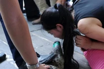 Rùng mình nữ sinh dám hôn cá sấu để được tuyển dụng