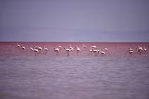 Kỳ lạ hồ muối màu đỏ như máu ở Thổ Nhĩ Kỳ