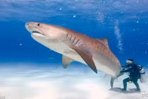 Kỳ lạ người đàn ông chăm cá mập như thú cưng