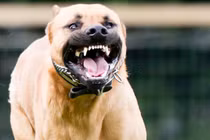 Những vụ chó Pitbull “nổi điên” cắn người khủng khiếp nhất TG