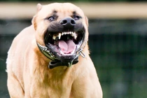 Những vụ chó Pitbull “nổi điên” cắn người khủng khiếp nhất TG