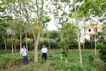 Giàu nhất vùng vì “chôn kho báu” trong vườn cách đây 15 năm