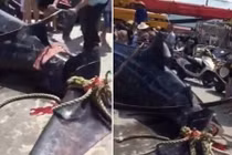 Cảnh xẻ thịt cá mập voi khổng lồ gây phẫn nộ