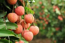 Khi lãnh đạo tỉnh đi bán vải