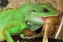 Không nên nuôi vật ăn thịt