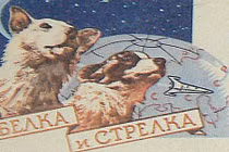 Giải mã sứ mệnh bay vào vũ trụ của động vật 