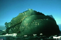 Bí ẩn trăm năm về tảng băng xanh chỉ có ở Nam Cực