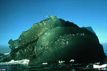 Bí ẩn trăm năm về tảng băng xanh chỉ có ở Nam Cực