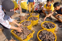 Nhum biển: “Thần dược” tăng bản lĩnh đàn ông ở Phú Quốc