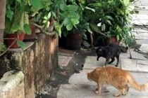 Kịch tính 4 mèo nhà hợp sức "dằn mặt" rắn hổ mang