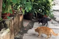 Kịch tính 4 mèo nhà hợp sức "dằn mặt" rắn hổ mang