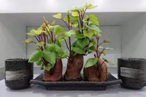 Bỏ khoai lang mọc mầm vào cốc thủy tinh, sau 1 tuần điều kỳ diệu xảy ra 