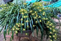 Huyền thoại 'giấc mộng vua Trần': 100 triệu/chậu địa lan chơi Tết