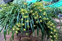 Huyền thoại 'giấc mộng vua Trần': 100 triệu/chậu địa lan chơi Tết