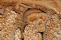 Tiết lộ bất ngờ về người Neanderthal qua xương hóa thạch 